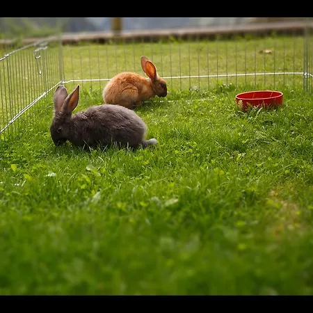 Miravalle 게스트하우스 Brusio