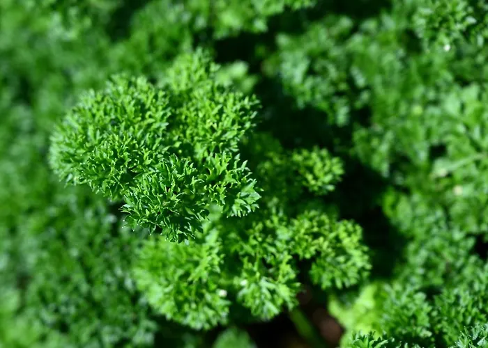 Miravalle Pensjonat 3*